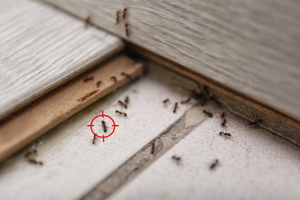 Spider Control Near Me in Girardville, PA
